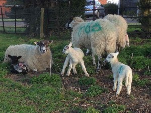 New lambs near Braunston
